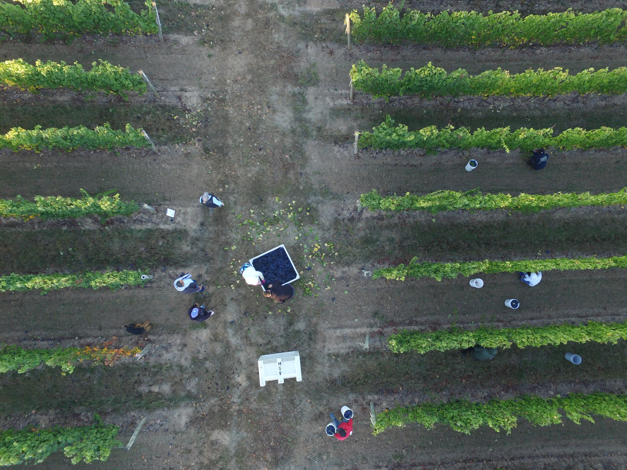 Vineyard & Winery